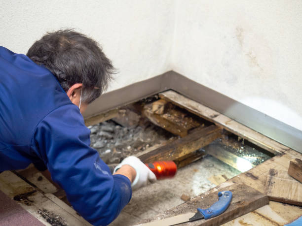 Best Mold Damage Repair  in Cherryvale, KS