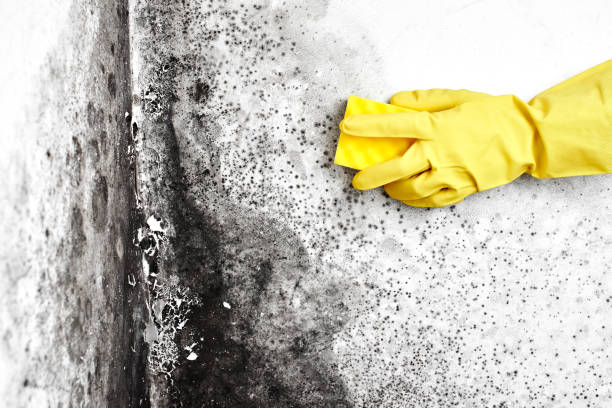 Best Certified Mold Removal  in Cherryvale, KS