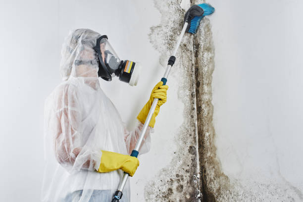 Best Home Mold Removal  in Cherryvale, KS