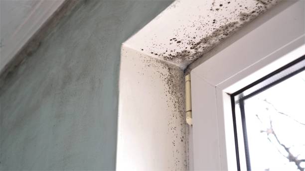 Best Water Damage Restoration  in Cherryvale, KS
