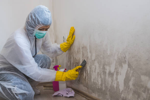 Mold Removal and Inspection in Cherryvale, KS