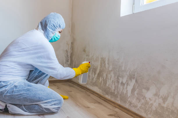 Attic Mold Removal in Cherryvale, KS