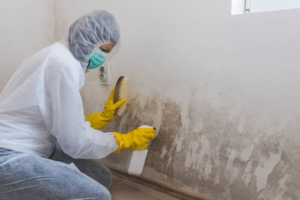 Best Affordable Mold Removal  in Cherryvale, KS