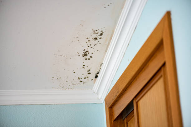 Best Fast Mold Removal  in Cherryvale, KS