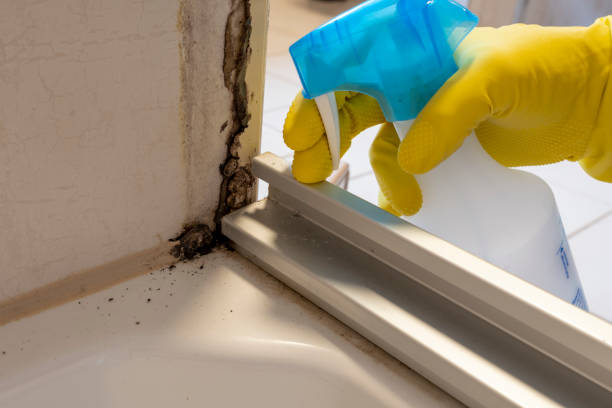 Best Attic Mold Removal  in Cherryvale, KS
