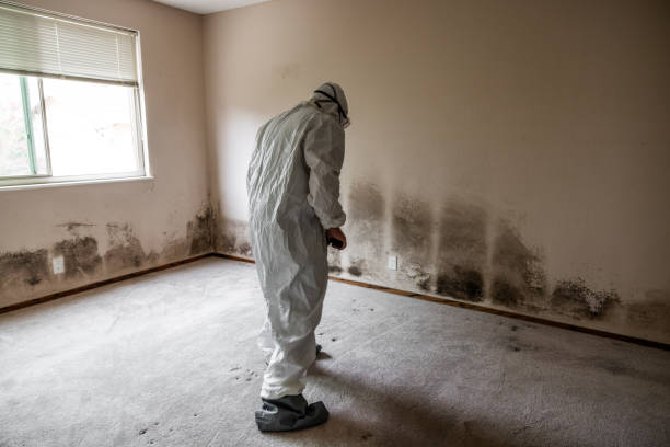 Best Mold Remediation  in Cherryvale, KS