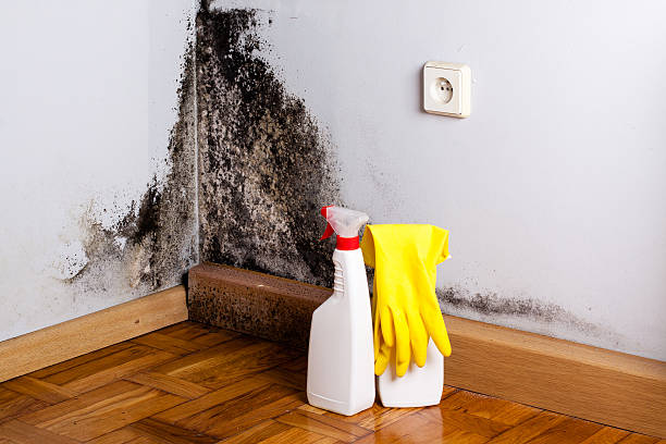 Best Residential Mold Removal  in Cherryvale, KS