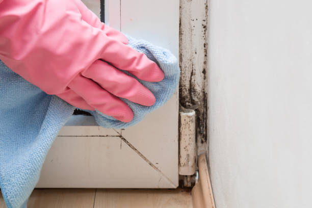 Best Same-Day Mold Removal  in Cherryvale, KS
