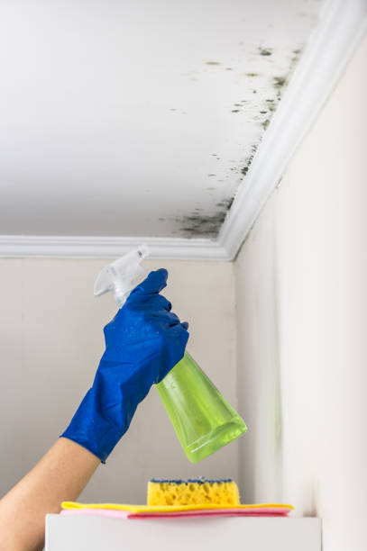 Best Attic Mold Removal  in Cherryvale, KS
