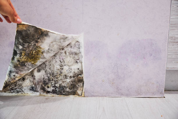 Best Office Mold Removal Services  in Cherryvale, KS